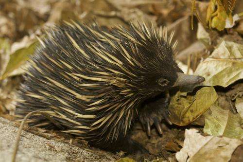 Scientists discover that for Australia the long-beaked echidna may not be a thing of the past