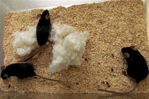 Scientists focus on another Sandy loss _ lab mice