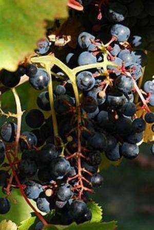 Scientists sequence genome of high-value grape, seek secrets of wine's aroma