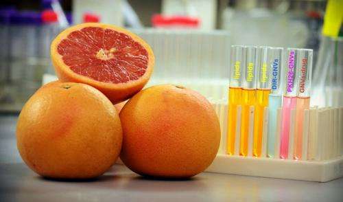 Scientists uncover how grapefruits provide a secret weapon in medical drug delivery