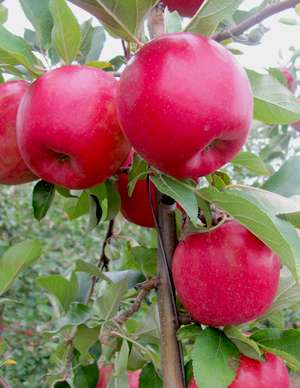 SnapDragon and RubyFrost are new apple varieties