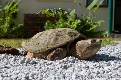 Snapping turtles finding refuge in urban areas while habitats are being polluted