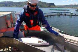 Sterile farmed salmon can reduce genetic impact on wild fish