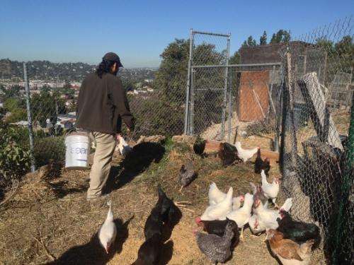 Student researchers find urban agriculture thriving in Los Angeles County