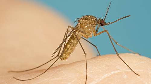 Study finds introduced mosquito species active all year round
