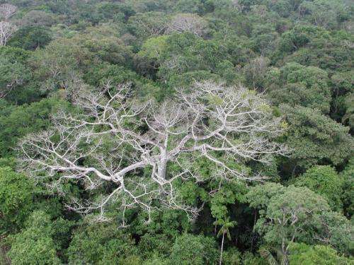 Study finds severe climate jeopardizing Amazon forest