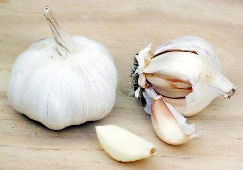 Study indicates oral garlic not useful in treating vaginal thrush
