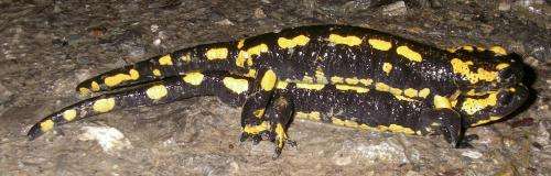 Study shows the impact of polyandry on reproductive success in fire salamanders