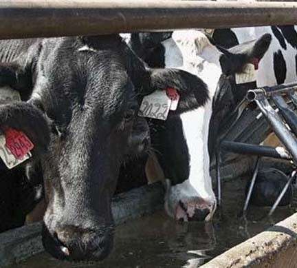 Study suggests dairy herd water quality linked to milk production