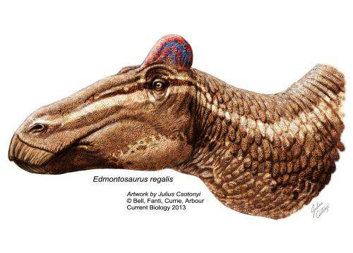 Surprise: Duck-billed dinosaurs had fleshy 'cocks comb'
