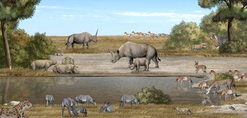 Tandem-horned rhino from the Late Miocene of northwestern China reveals origin of the unicorn Elasmothere