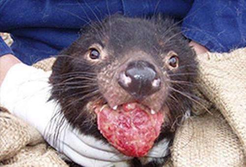 Tasmanian devils: Will rare infectious cancer lead to their extinction?