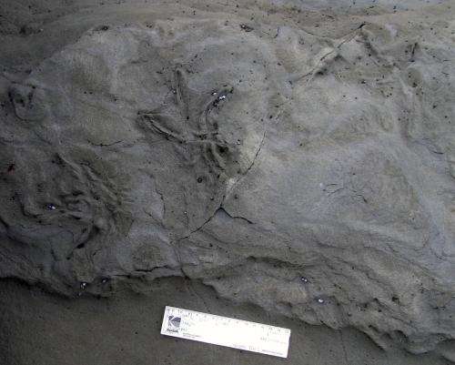 Tell-tale toes point to oldest-known fossil bird tracks from Australia
