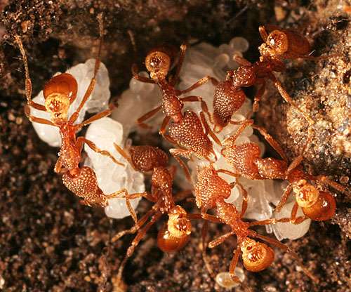 The ants come marching: First field guide identifies 132 kinds in New England