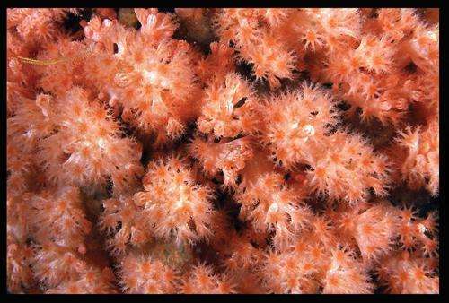 The jewels of the ocean: 2 new species and a new genus of octocorals from the Pacific