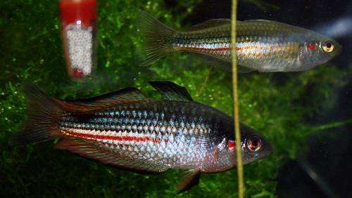 The nose knows: Rainbowfish embryos ‘sniff out’ predators