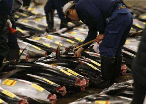Tuna collapse fears fail to curb Japan's appetite