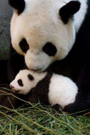Undated photograph released by Taipei City Zoo on August 27, 2013 shows Yuan Yuan holding her baby at Taipei City Zoo