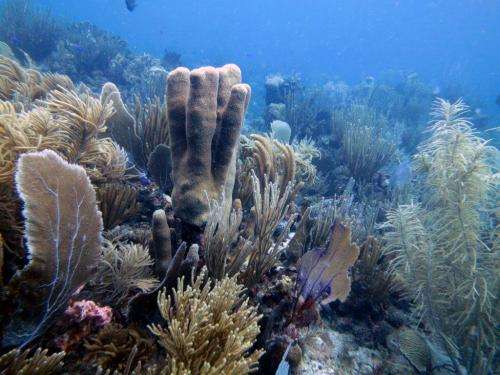 Why are some corals flourishing in a time of global warming?