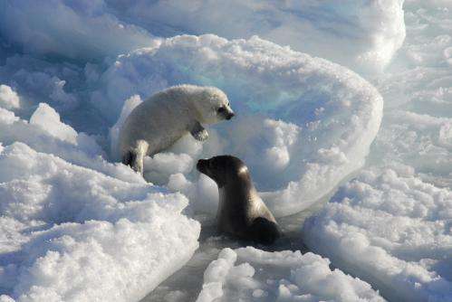 Climate change: Polar bears change to diet with higher contaminant loads