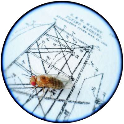 Researchers digest how gut 'bugs' affect health