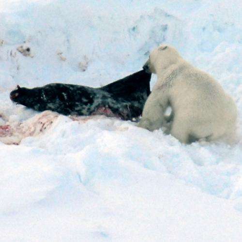 Climate change: Polar bears change to diet with higher contaminant loads