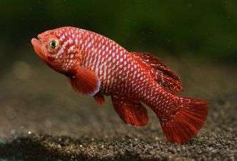 The African fish that lives fast and dies young