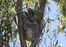 The koala: Living life on the edge