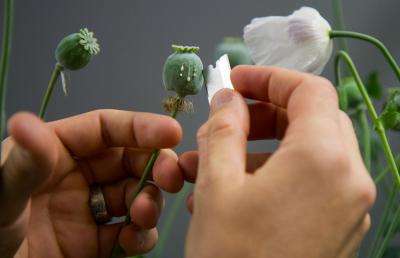 Researchers uncover metabolic enzymes with 'widespread roles' in opium poppy