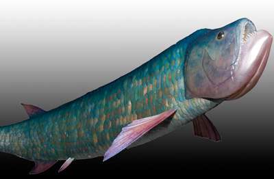 Isisford Bulldog fish emerges from 100-million-year slumber