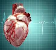 Researchers solve 20-year puzzle of how heart regulates its beat