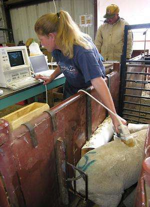 Study reveals top traits of different sheep breeds