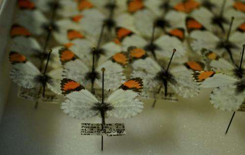 Climate change may disrupt butterfly flight seasons