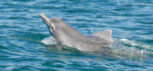 Scientists find that dolphin in Australian waters is a new species