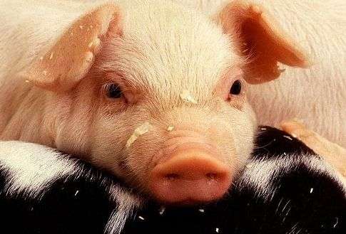 Veterinary scientists track the origin of a deadly emerging pig virus in the United States