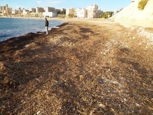 Researchers develop system to clean seaweed from beaches