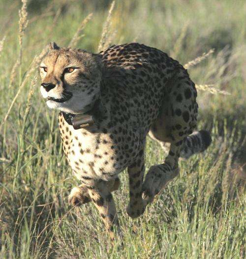 Study reveals new insight into how Cheetahs catch their prey