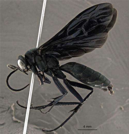 2 new beautiful wasp species of the rare genus Abernessia