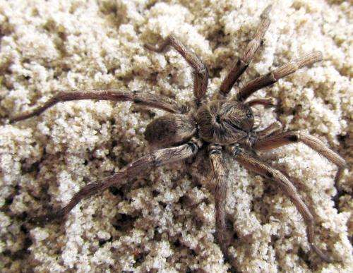 2 new enigmatic spider species with peculiar living habits from Uruguay