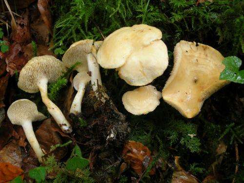 2 new species of mushroom documented in the Iberian Peninsula