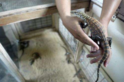 An Indonesian vet holds a baby Komodo dragon at Surabaya Zoo on March 14, 2013