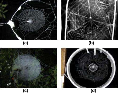 Scientists use AI cobweb analysis to determine spider species