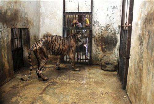 Sumatran tiger may be euthanized at Indonesia zoo