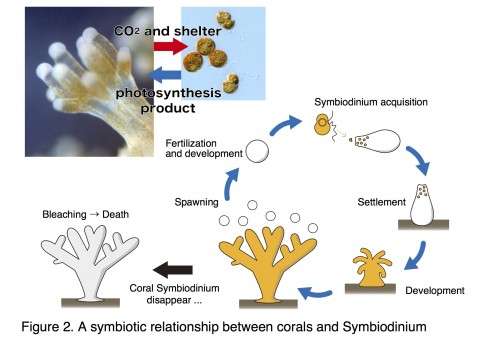 A coral symbiont genome decoded for first time
