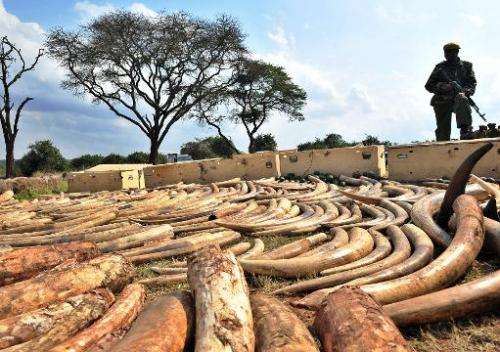 A Kenya Wildlife Services ranger stands guard over an ivory haul seized overnight as it transited through Jomo Kenyatta Airport 