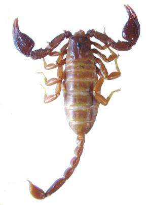 A new scorpion species from ancient Lycia