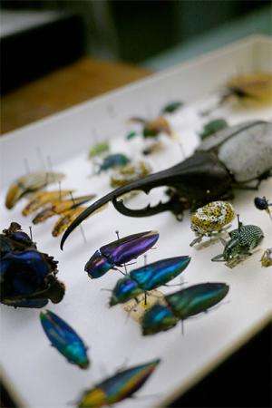Entomologist uses ScholarSphere repository to preserve rare insect collection