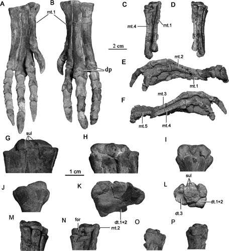 First detailed postcranial anatomy supporting jeholosaurus a basal ornithopod