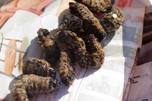 Five edible insects you really should try