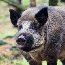 Genetic study proves Israel's wild boars originated in Europe